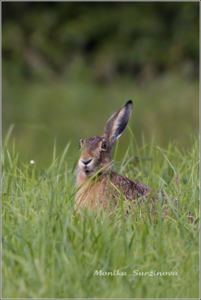 <p>ZAJÍC POLNÍ (Lepus europaeus) okolí Šluknova /European hare - Feldhase/</p>
